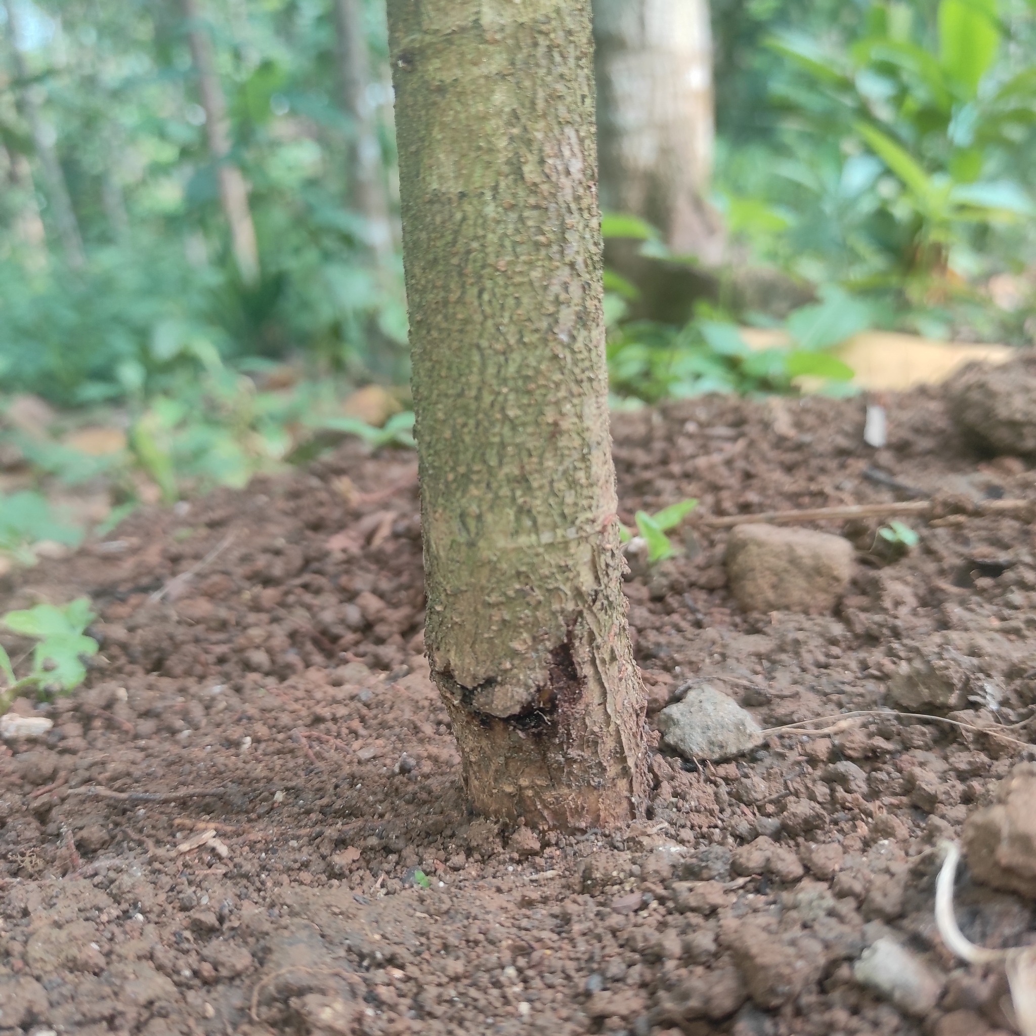Penyakit Duraian - Busuk Pangkal Batang